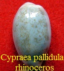 Cypraea pallidula rhinoceros, Souverbie 1865